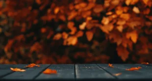 Optimiser WordPress : 8 requêtes SQL essentielles pour booster la base de données
