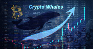 Crypto whale tracking pour les traders : Comprendre et anticiper les mouvements de marché