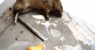 Comment traiter soi-même les infestations de rongeurs ?