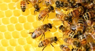 Les bienfaits du pollen d’abeilles : un trésor naturel pour le corps et l’esprit