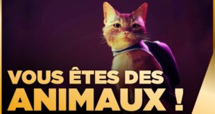 Le meilleur site pour regarder des vidéos d'animaux en streaming