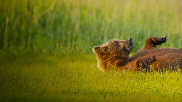 Les meilleures plateformes pour regarder des animaux sauvages en direct Les meilleures plateformes pour regarder des animaux sauvages en direct